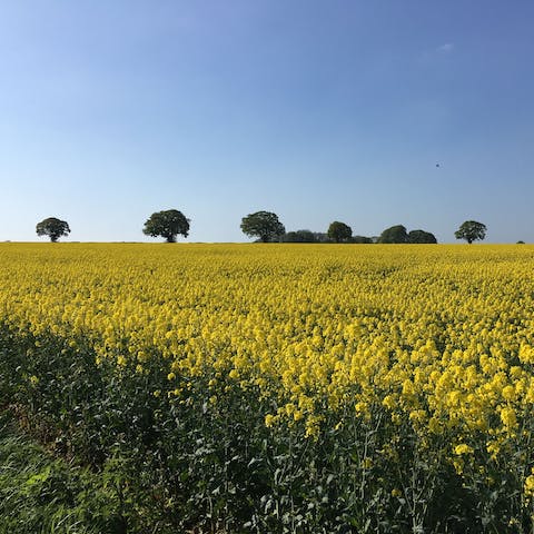 Get pleasantly lost in the countryside and stumble across an Iron Age fort next door