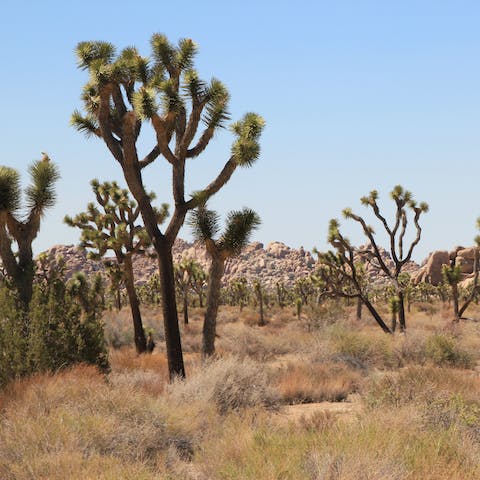Joshua Tree National Park is a must-see