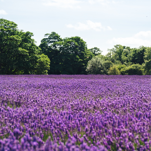 Shop for local produce at the Norfolk Lavender Farm – it's eight minutes away on foot