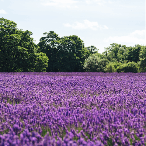 Shop for local produce at the Norfolk Lavender Farm – it's eight minutes away on foot