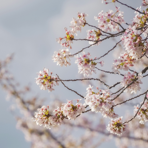 Start your day with a stroll through Battersea Park