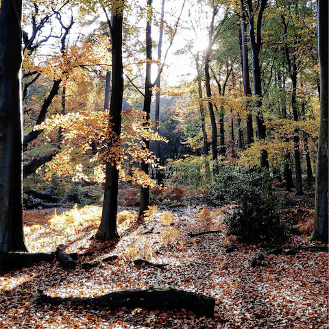 Enjoy an adventure through the Berkshire countryside