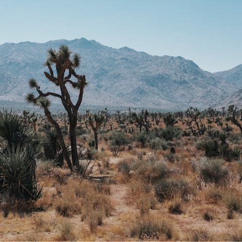 Explore incredible Joshua Tree National Park – your home is a fifteen-minute drive from Joshua Tree village