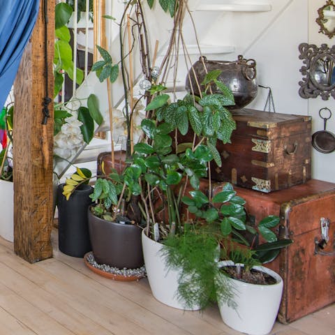 Explore the collection of houseplants
