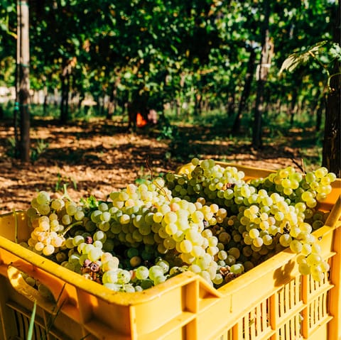 Visit Puglia's finest vineyards to enjoy the best local varietals like Primitivo