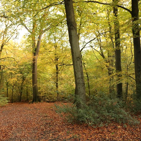 Walk through the woodlands of Slough and get closer to nature
