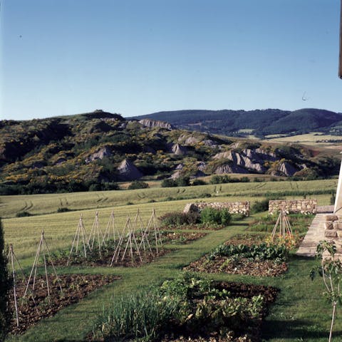 Pick a selection of vegetables from the garden