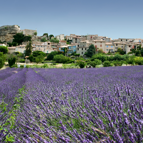 Stay on the Côte d'Azur and visit the lavender fields of nearby Grasse