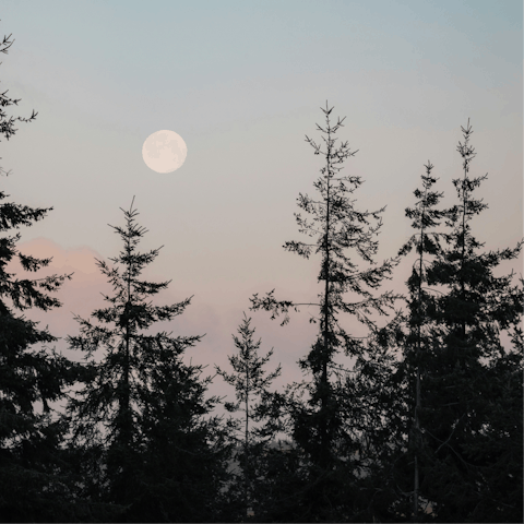 Put on your hiking boots and explore the Forest of Dean