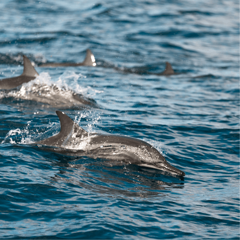 Book a boat trip to spot pods of dolphins just off the coast (half an hour drive away)