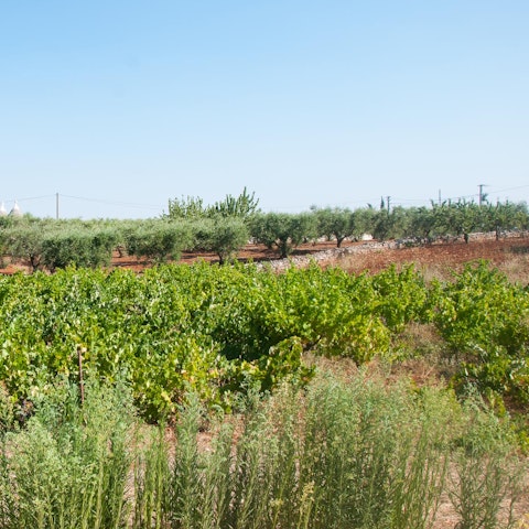 Stroll through the Apulian vineyards and orchards