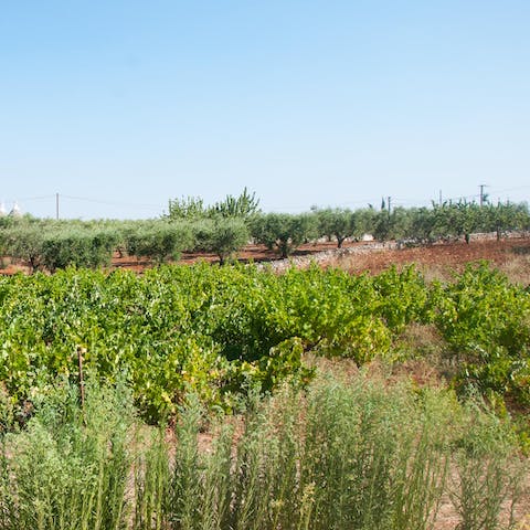 Stroll through the Apulian vineyards and orchards