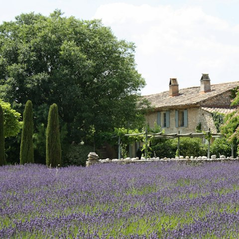 Stay amongst Provence's famous lavender fields