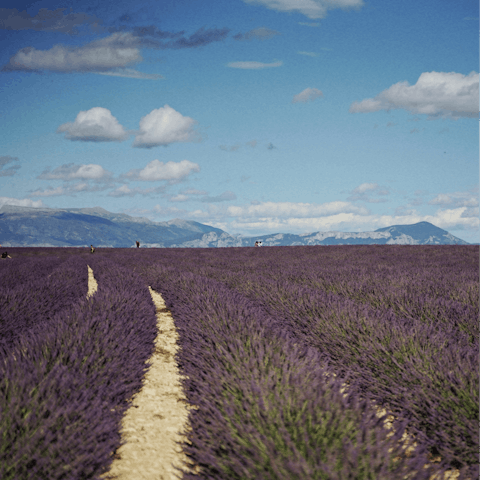 Immerse yourself in the natural beauty of Provence