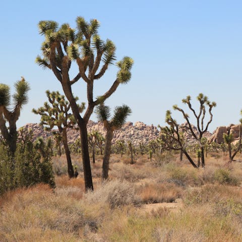 Set out for a nature walk in Joshua Tree National Park