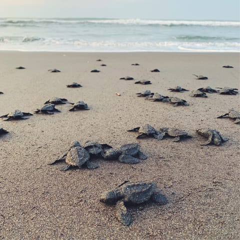 See the giant sea turtles lay their eggs on the private beach in June and July