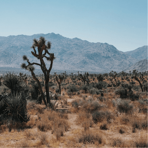 Take a drive through Joshua Tree National Park, a fifteen-minute drive away from your home