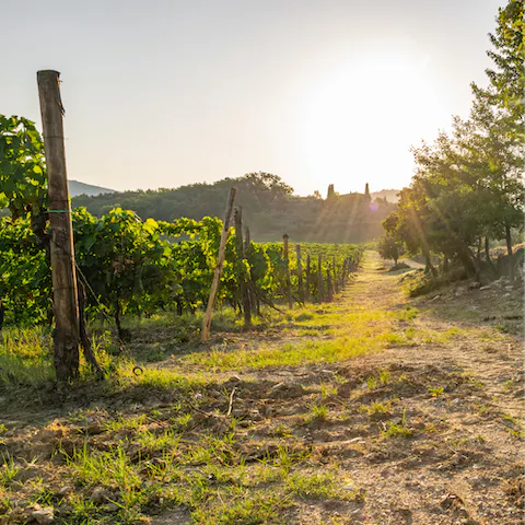 Stay in the Chianti Hills and enjoy the wineries – there's one on your doorstep