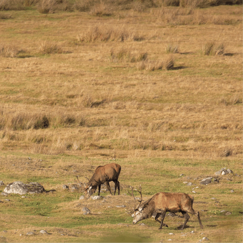 Take a forty-five minute drive to find wild deer in the Cairngorms National Park