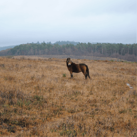 Pull on your hiking boots and head out to explore Exmoor National Park