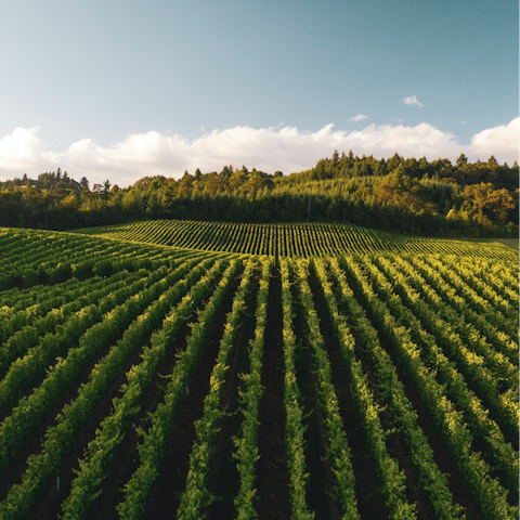 Make the most of your location in the heart of Wine Country – there are so many vineyards for you to visit