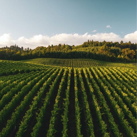 Make the most of your location in the heart of Wine Country – there are so many vineyards for you to visit