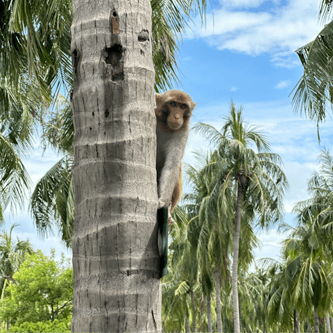 Monkey around at Monkey Jungle zoo, 3 miles away