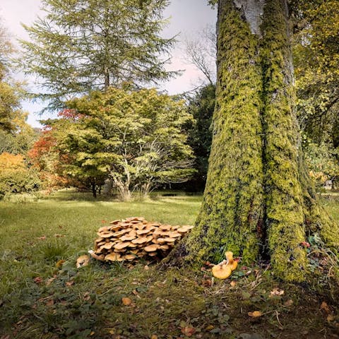 Explore the Westonbirt Arboretum, a three-minute drive away