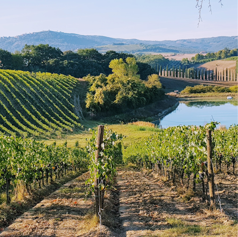 Head to one of Tuscany's many vineyards for a memorable day out like no other