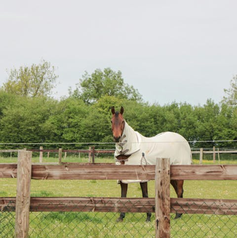 Say 'hay' to your friendly neighbours