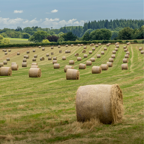 Immerse yourself in the natural beauty of Dorset