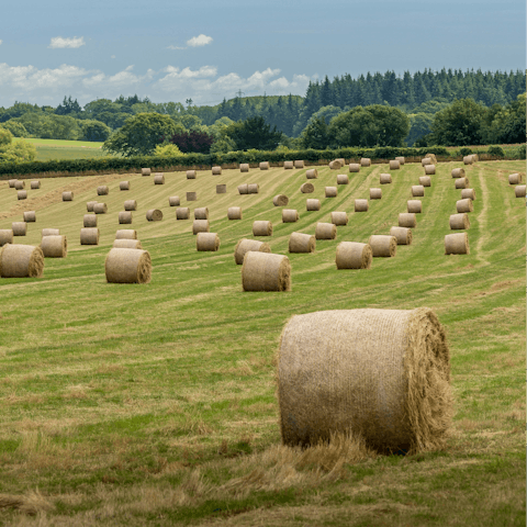Immerse yourself in the natural beauty of Dorset