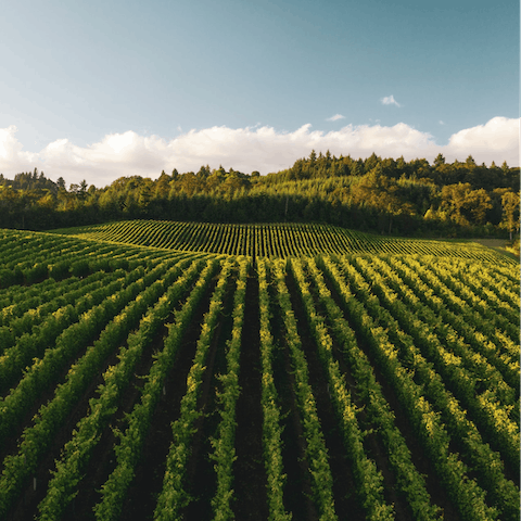 Go wine tasting – the award-winning Kendall-Jackson estate is just a forty-minute drive away