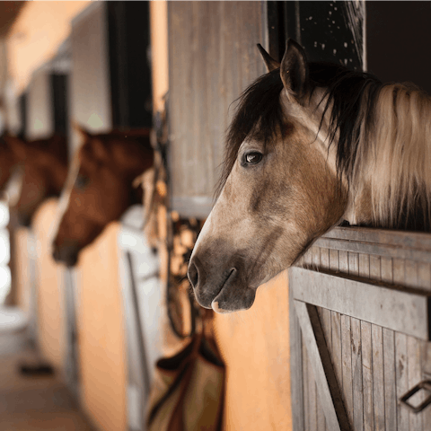 Arrange to ride the horses here