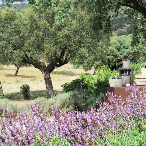 Explore the nature and surrounding lavender fields