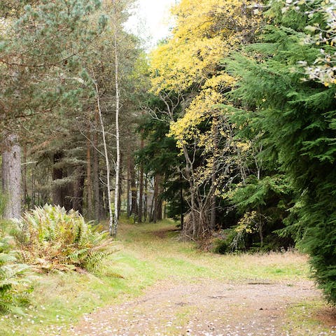 Explore the woodland trails right on your doorstep