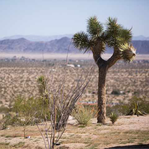 Drive to Joshua Tree National Park in less than fifteen minutes
