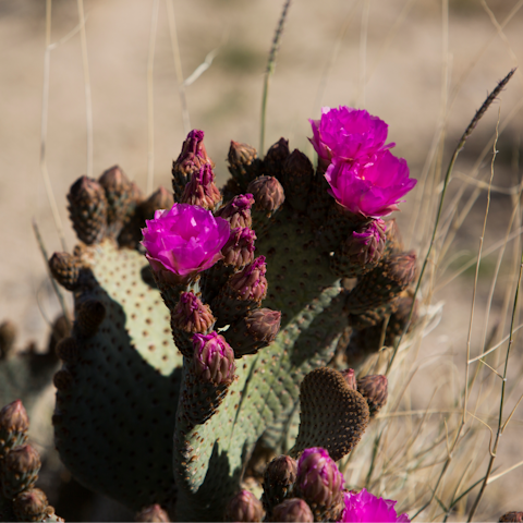 Discover the surrounding desert landscape