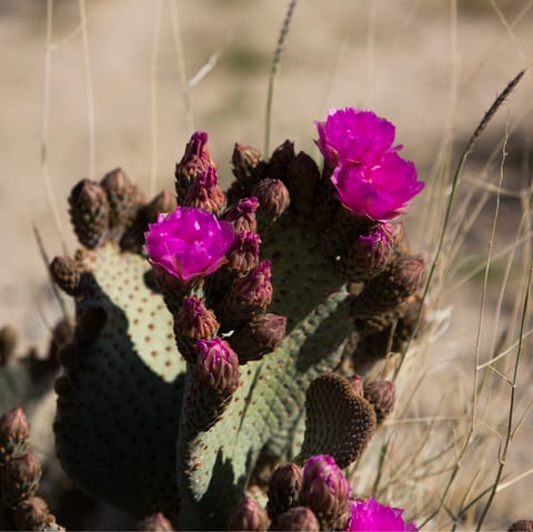 Discover the surrounding desert landscape