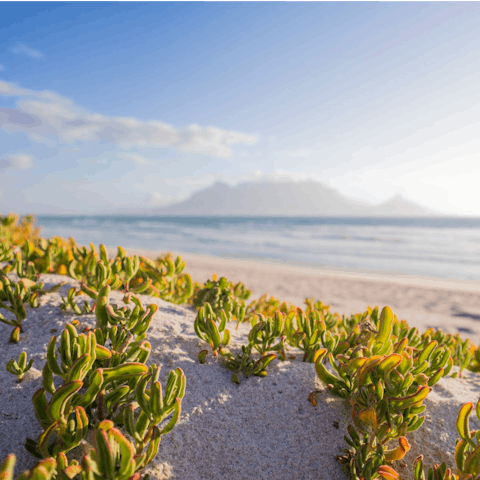 Soak up the sun on the Cape's spectacular beaches, among our favourites have to be Clifton Beach and Camps Bay
