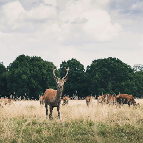 Explore Richmond Park and spot roaming deer