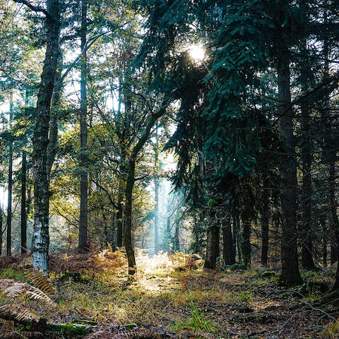 Explore the breathtaking forests and mountains of Colorado