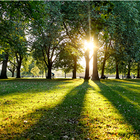 Enjoy a serene stroll or morning jog around nearby Hyde Park