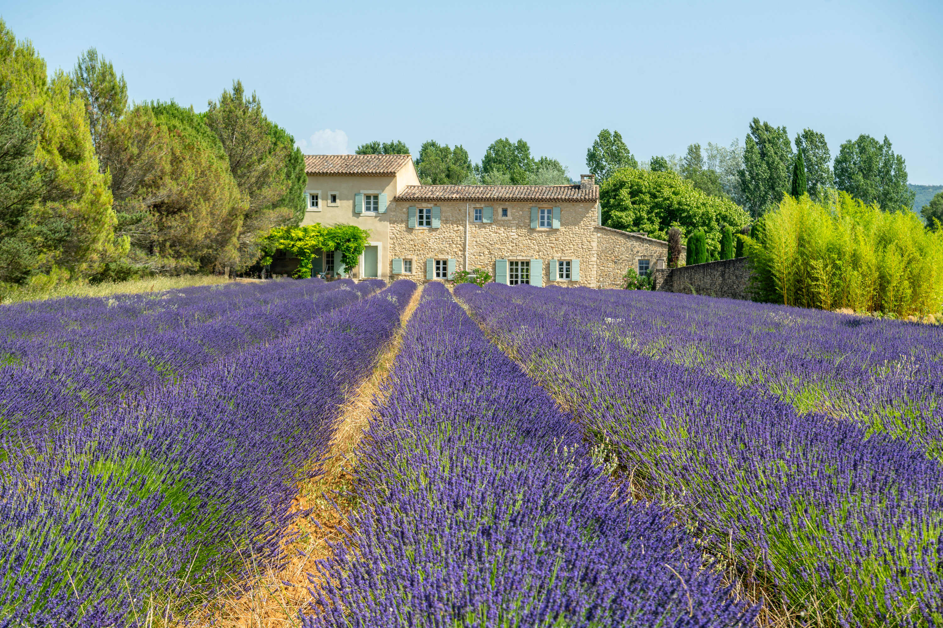 The Lavender Shadow