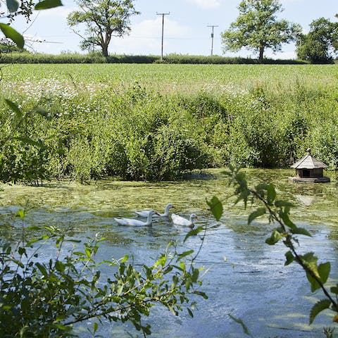 Spend time with the wildlife at the nearby pond