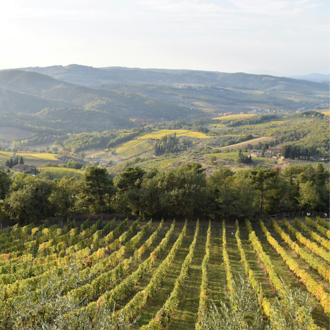 Enjoy vineyard vistas in Greve in Chianti