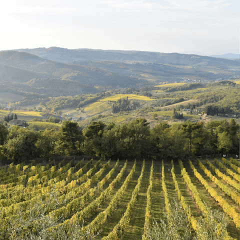 Enjoy vineyard vistas in Greve in Chianti