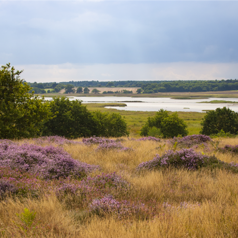 Head up the coast for walks through the heathland in the Deben Valley