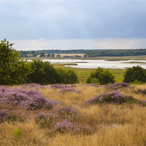 Head up the coast for walks through the heathland in the Deben Valley