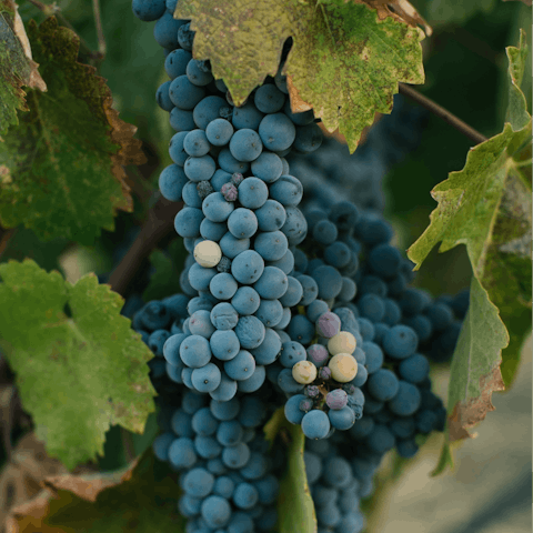 Explore the Paso Robles wine trail, a five-minute drive away